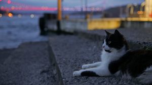 Kedi's poster