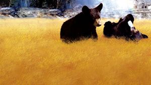 Yellowstone Cubs's poster