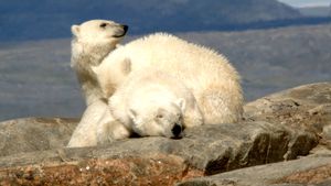 Polar Bears: Ice Bear's poster