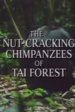 The Nut Cracking Chimpanzees of Taï Forest's poster image