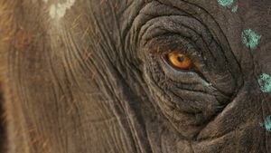 The Elephant Whisperers's poster