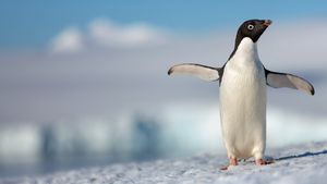 Penguins's poster