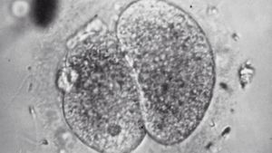 Test Tube Babies's poster