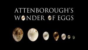 Attenborough's Wonder of Eggs's poster