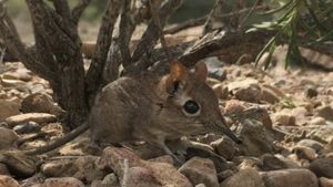 Rainforest Pixies: The Mysterious Rhynchocyon Shrew of Arabuko's poster