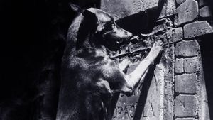Dracula's Dog's poster