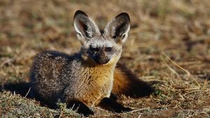 Namibia's Bat-eared Foxes: Survivalists of the Desert's poster