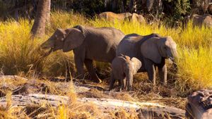 Namibia, Sanctuary of Giants's poster