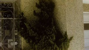 Arbor Vitae's poster