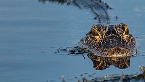 Prowlers of the Everglades's poster