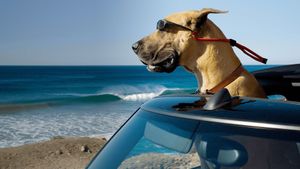 Marmaduke's poster