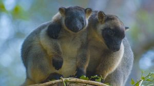 Tree Kangaroos: Ghosts of the Forest's poster