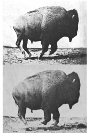 Buffalo Running's poster