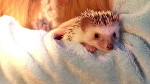 Andy the Talking Hedgehog's poster