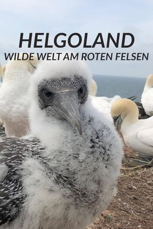 Helgoland - Wilde Welt am roten Felsen's poster