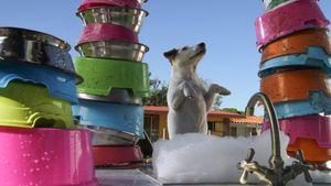 Millionaire Dog's poster