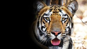 Tigress Blood's poster