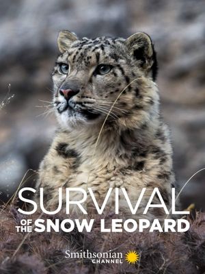 Survival Of The Snow Leopard's poster