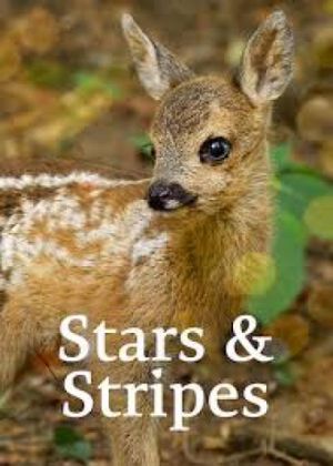 Stars and Stripes's poster