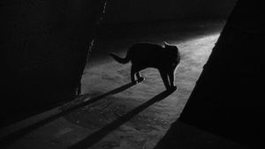 The Black Cat's poster