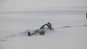 The Last Winter's poster