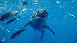 Shark vs. Surfer's poster