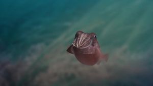 Sépia, l'odyssée d'une seiche's poster