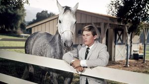 The Horse in the Gray Flannel Suit's poster