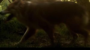 Salvajes, el cuento del lobo's poster