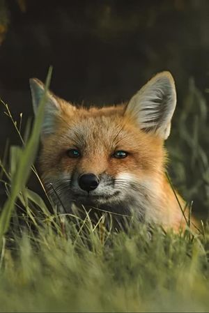 The Fox's poster