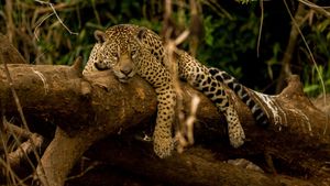 Guyane, vivre avec le jaguar's poster
