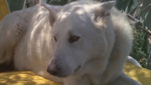 White Dog's poster