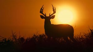 Deep in the Heart: A Texas Wildlife Story's poster