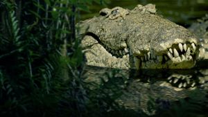 The Croc That Ate Jaws's poster