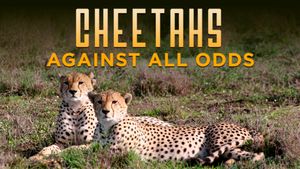 Cheetahs Against All Odds's poster