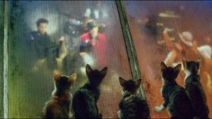 Cats on Park Avenue's poster