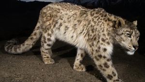 Snow Leopard of Afghanistan's poster