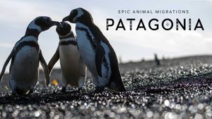 Epic Animal Migrations: Patagonia's poster