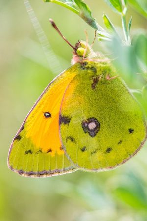 A Butterfly's Tale's poster