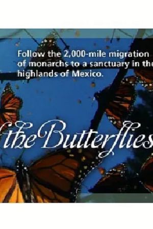 The Incredible Journey of the Butterflies's poster