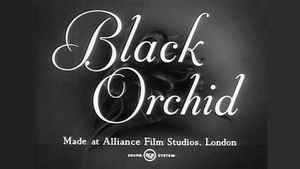 Black Orchid's poster