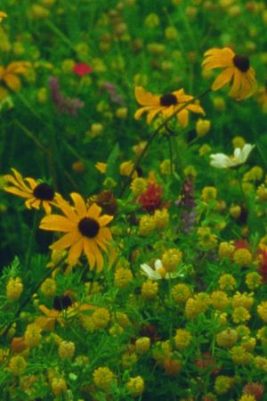Mountain Wildflowers's poster