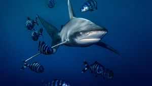 World's Most Dangerous Shark?'s poster