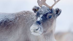 Santa's Wild Home's poster