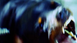 Dogs are said to see things's poster