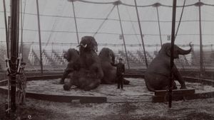 The Tragic Story of Fritz the Elephant's poster