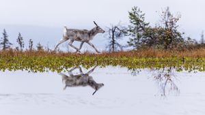 A Reindeer's Journey's poster