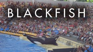 Blackfish's poster