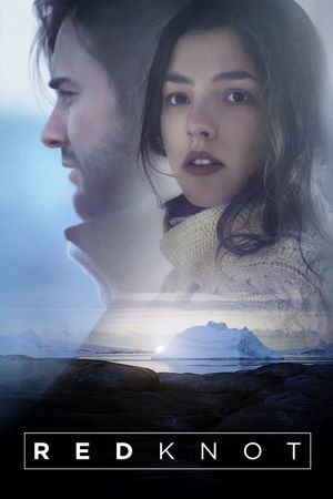 Red Knot's poster