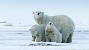 The Arctic: Our Last Great Wilderness's poster